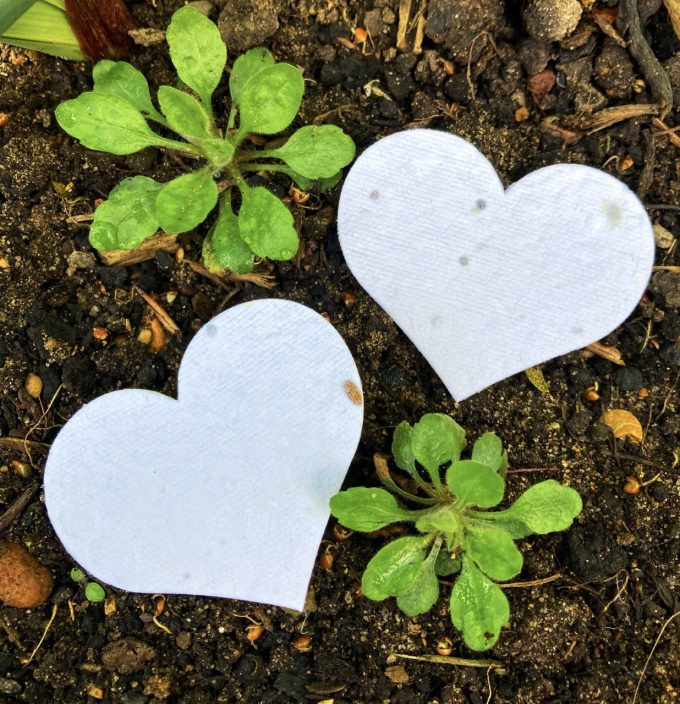 Wildflower Seed Hearts - White