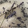 The Complete Wild Collection